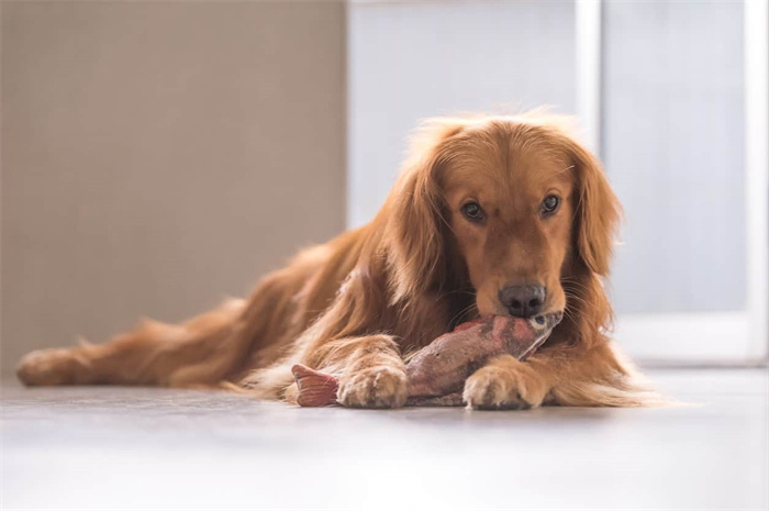 Un chien peut-il manger des arêtes de poisson ?