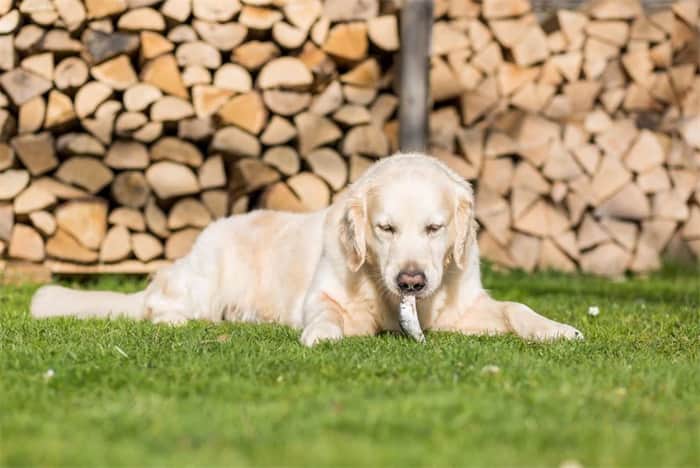 Un chien peut-il manger des arêtes de poisson ?