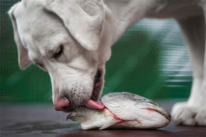 Un chien peut-il manger des arêtes de poisson ?