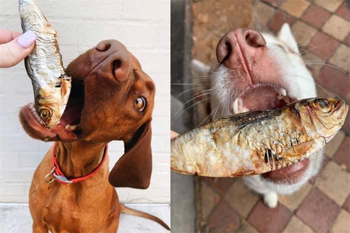 Un chien peut-il manger des arêtes de poisson ?