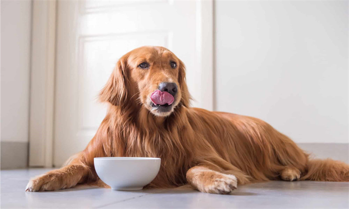Un chien peut-il manger des arêtes de poisson ?