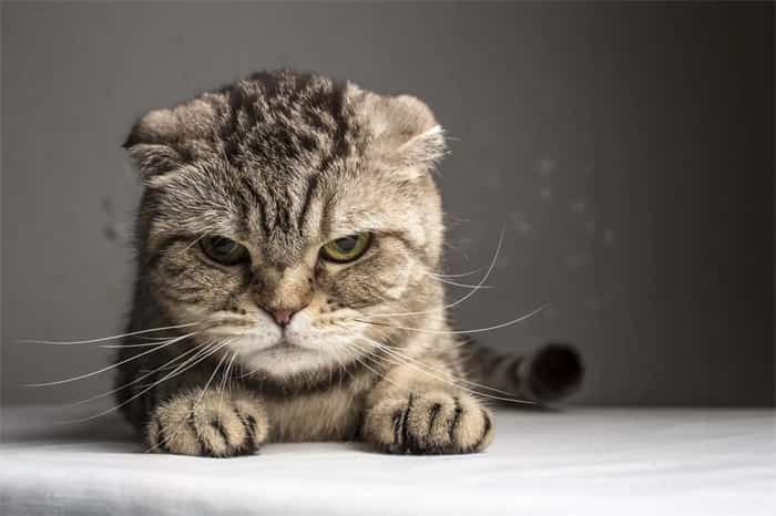 ¿Se puede utilizar champú para perros en gatos?