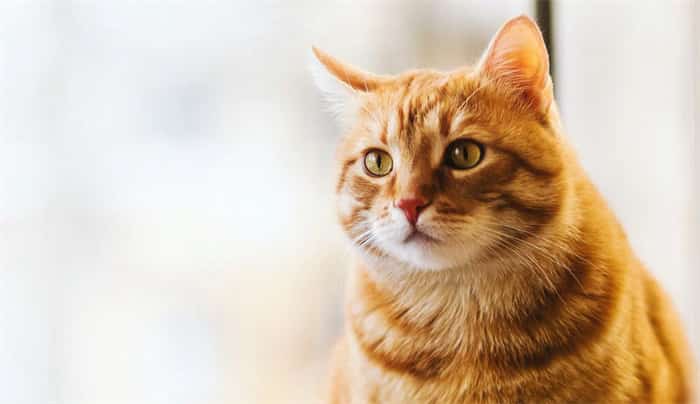 ¿Se puede utilizar champú para perros en gatos?