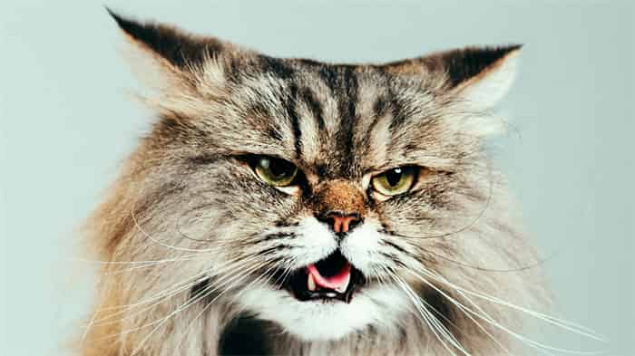 ¿Se puede utilizar champú para perros en gatos?