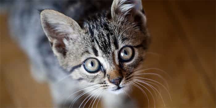 ¿Se puede utilizar champú para perros en gatos?