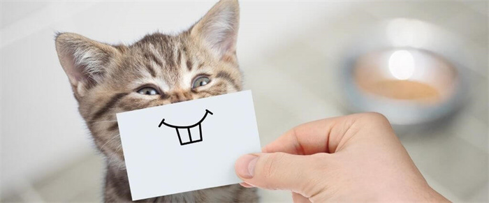 ¿Se puede utilizar champú para perros en gatos?