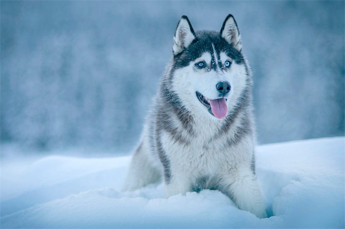 How much to buy a Siberian husky