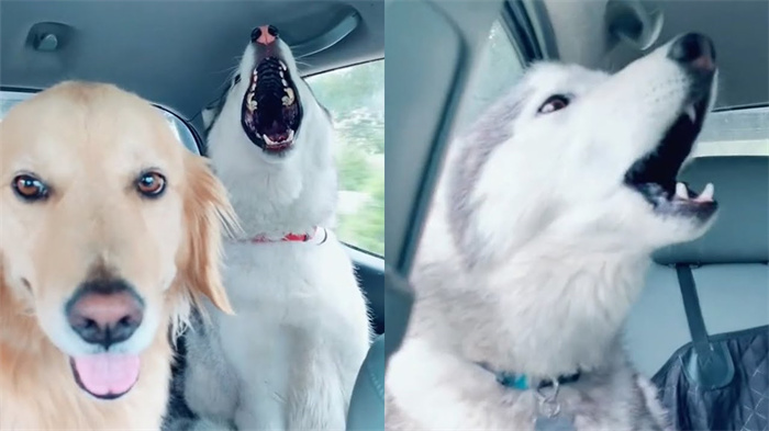Los Huskies gritan