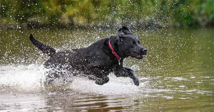 labrador Maintain a Regular Training Schedule
