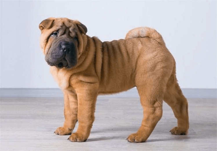 Eckzähne wie der Chinese Shar Pei