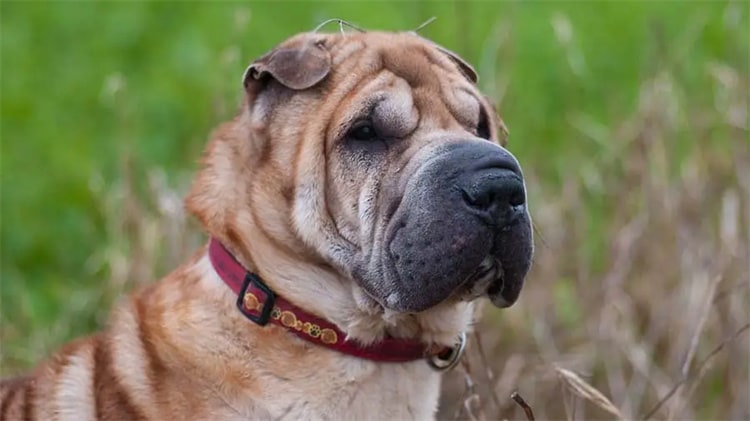 Shar Pei Beziehung zu Kindern
