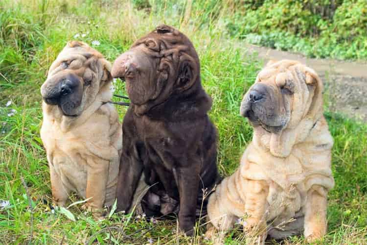 Shar Pei's Klimaanpassung