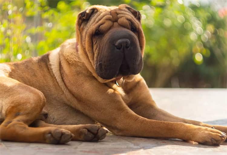 Shar Pei Übung Menge & Art