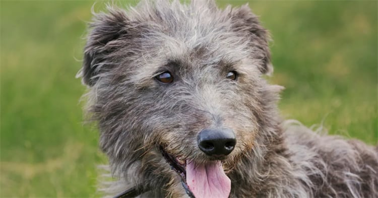 9. Scottish Deerhound