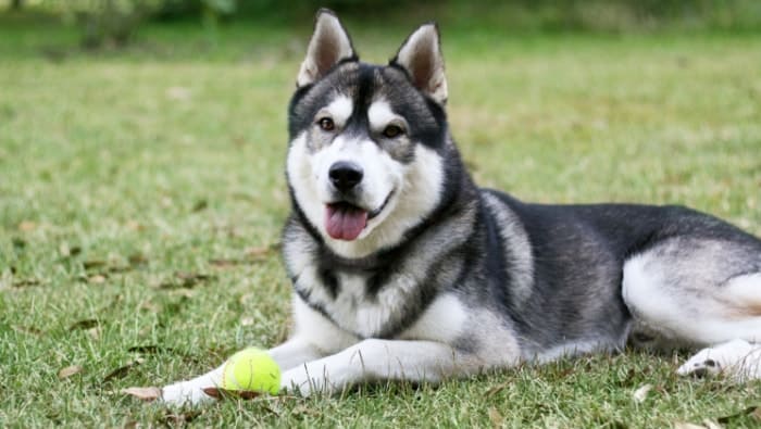 10 Best Crate for Husky 2025