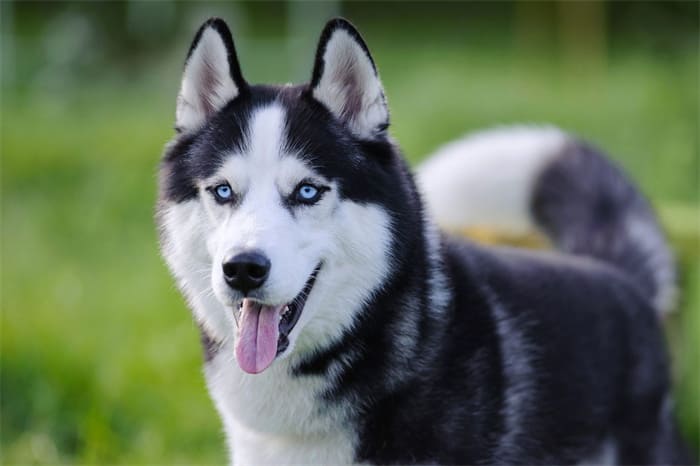 10 Best Harness for Husky 2025