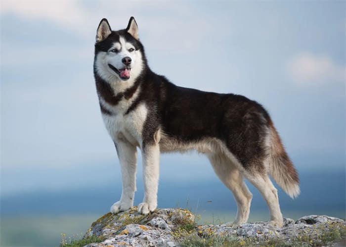 10 Best Toy For Husky 2025