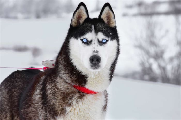 10 Best Vacuums for Husky Hair 2025