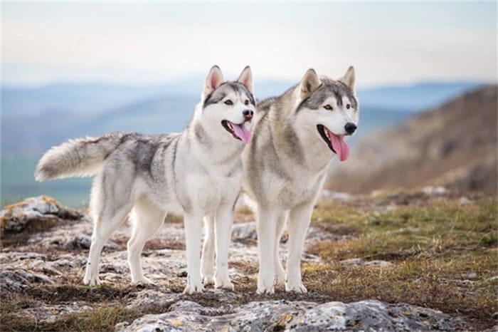 10 Best Collar For Husky 2025