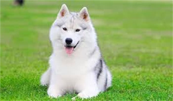 10 Best Leashes For Husky 2025