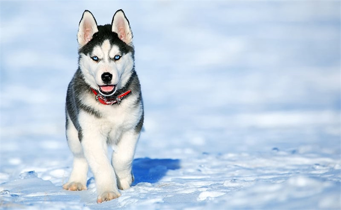 How Much Does a Husky Cost in 2025