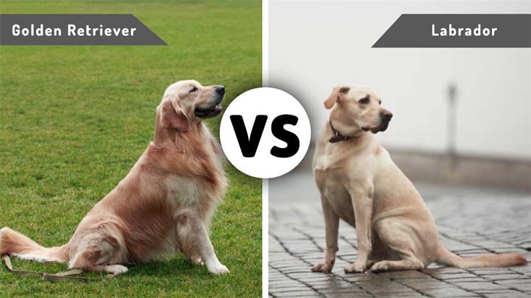 Labrador VS Golden Retrievers: Major Breed Differences